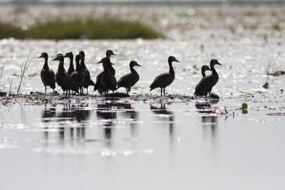 White-faced Whistling Duck (Dendrocygna viduata)