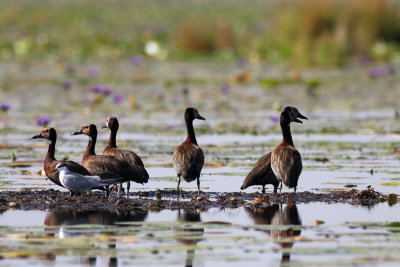 White-faced Whistling Duck (Dendrocygna viduata)