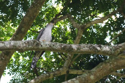 African Cuckoo (Cuculus gularis)
