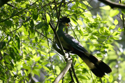 Great Blue Turaco (Corythaeola cristata)