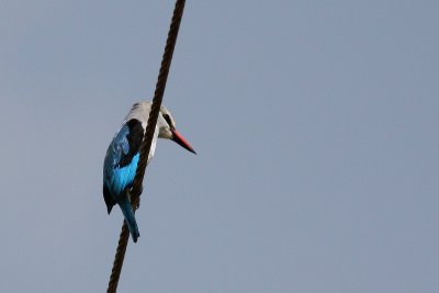 Woodland Kingfisher (Halcyon senegalensis)