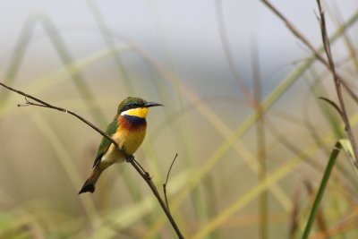 Blue-breasted Bee-eater (Merops variegatus)