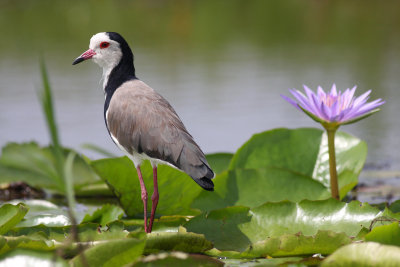 Long-toed Lapwing (Vanellus crassirostris)