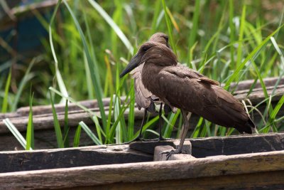 Hamerkop (Scopus umbretta)