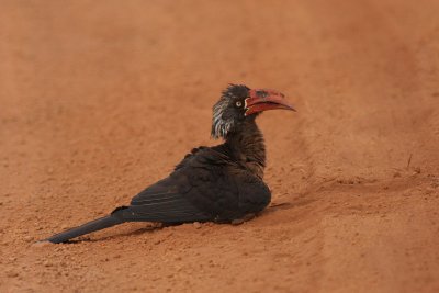 Crowned Hornbill (Tockus alboterminatus)