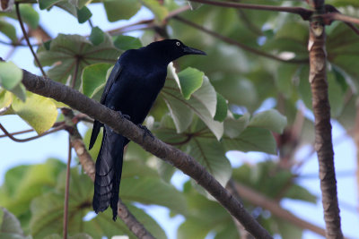 Great-tailed Grackle (Quiscalus mexicanus peruvianus)