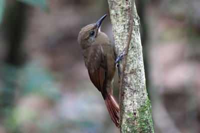 Olivaceous Woodcreeper (Sittasomus griseicapillus perijanus)