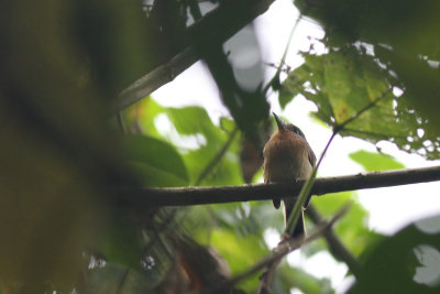 Grey-cheeked Nunlet (Nonnula frontalis)