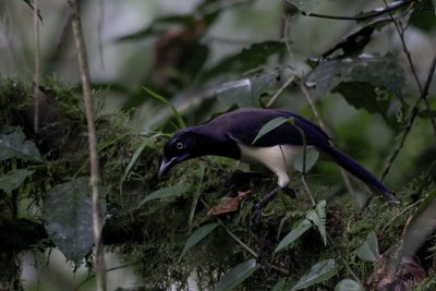 Black-chested Jay (Cyanocorax affinis)