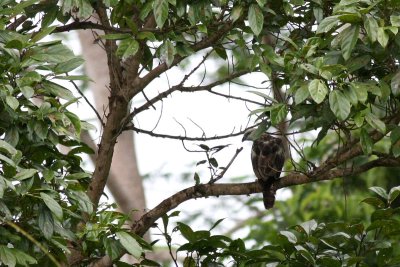 Pinsker's Hawk-Eagle (Nisaetus pinskeri)