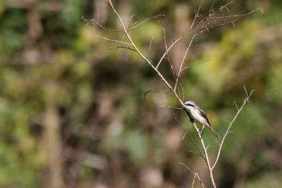 Brown Shrike (Lanius cristatus)