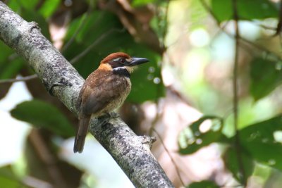 Chestnut-capped Puffbird (Argicus macrodactylus)