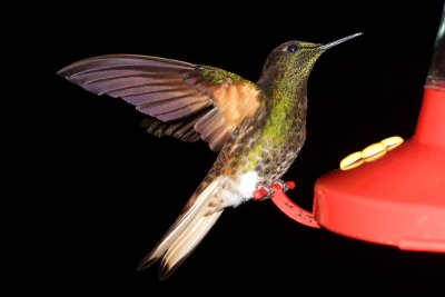 Buff-tailed Coronet (Boissonneaua flavescens)