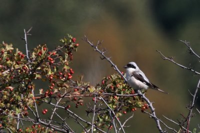 Lesser Grey Shrike (Lanius minor)