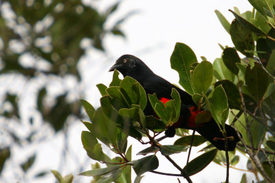 Red-bellied Grackle (Hypopyrrhus pyrohypogaster)