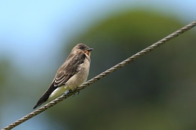 Southern Rough-winged Swallow (Stelgidopteryx ruficollis)