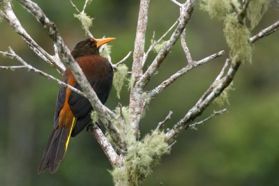 Russet-backed Oropendola (Psarocolius angustifrons)