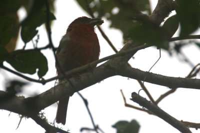 Tooth-billed Tanager (Piranga lutea)