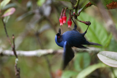 Masked Flowerpiercer (Diglossa cyanea)