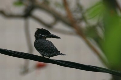 Giant Kingfisher (Megaceryle maxima)