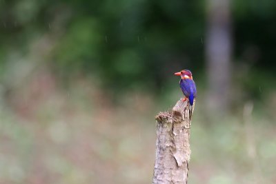 African Pygmy Kingfisher (Ispidina picta)