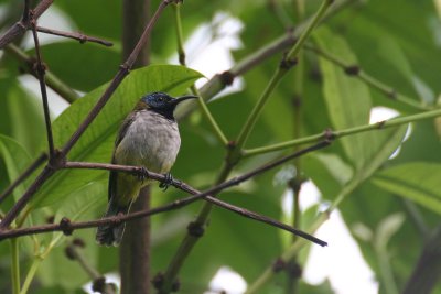 Reichenbachs Sunbird (Anabathmis reichenbachii)