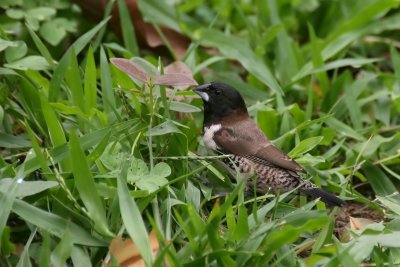 Bronze Mannikin (Spermestes cucullatus)