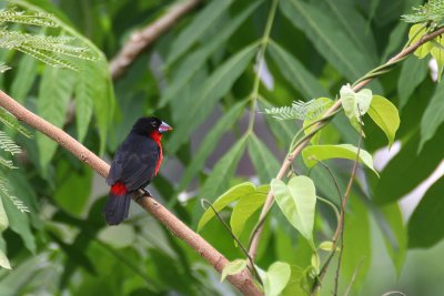 Western Bluebill (Spermophaga haematina)