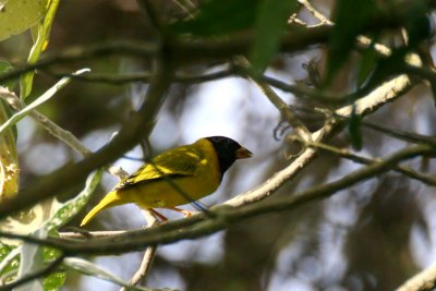 Oriole Finch (Linurgus olivaceus)