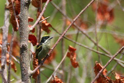 Western Tinkerbird (Pogoniulus coryphaeus)