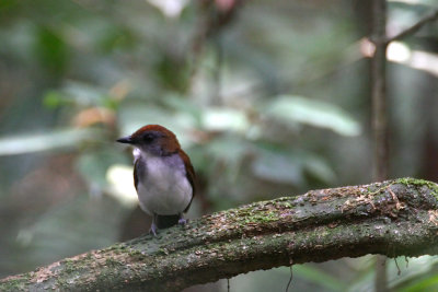 Fire-crested Alethe (Alethe castanea)