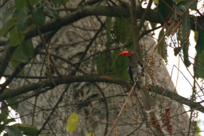 Red-billed Dwarf Hornbill (Tockus camurus)