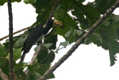 African Pied Hornbill (Tockus fasciatus)