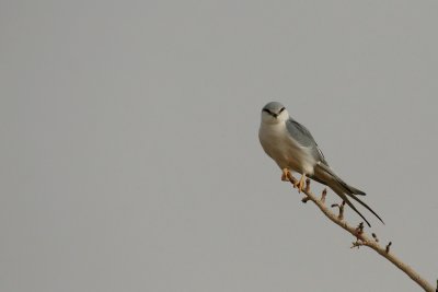 Scissor-tailed Kite (Chelictinia riocourii)