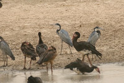 Spur-winged Goose (Plectropterus gambensis)