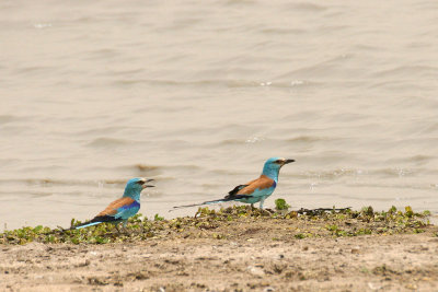 Abyssinian Roller (Coracias abyssinicus)