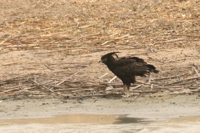 Long-crested Eagle (Ictinaetus occipitalis)