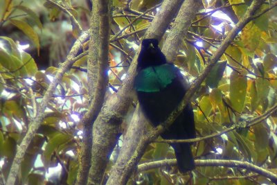 Superb Bird-of-paradise (Lophorina superba)