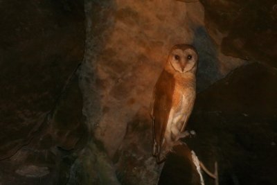 Sulawesi Masked Owl (Tyto rosenbergii)