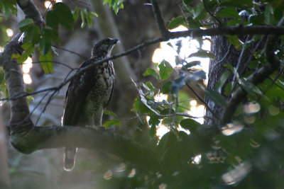 Sulawesi Hawk-Eagle (Nisaetus lanceolatus)