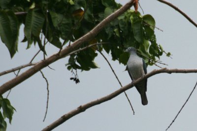 Spectacled Imperial Pigeon (Ducula perspicillata)