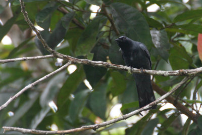 Sulawesi Cicadabird (Edolisoma morio)