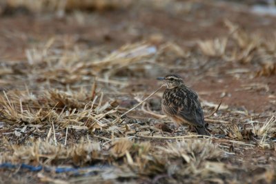 Sun Lark (Galerida modesta)