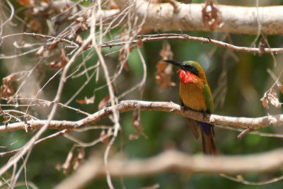 Red-throated Bee-eater (Merops b. bulocki)