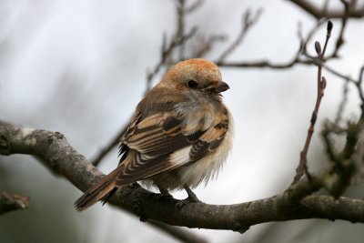 Woodchat Shrike (Lanius senator niloticus)