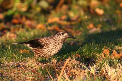 Spotted Nutcracker (Nucifraga caryocatactes)