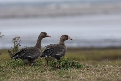 Greylag Goose (Anser anser)