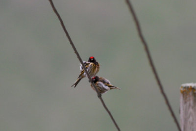 Red-fronted Serin (Serinus pusillus)