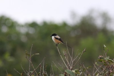 Long-talied Shrike (Lanius shach)