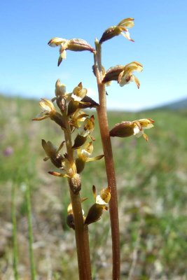 Yellow Coralroot (Corallorrhiza trifida)